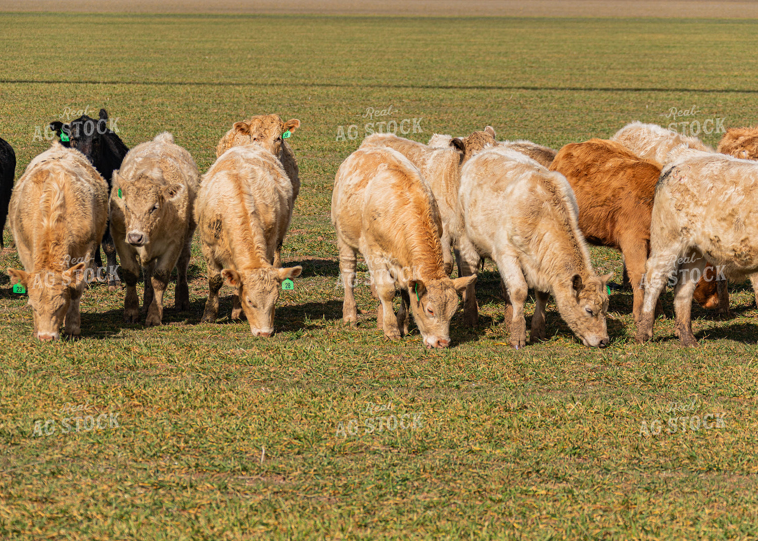 Cattle Grazing on Cover Crop 231102