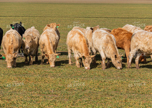 Cattle Grazing on Cover Crop 231102