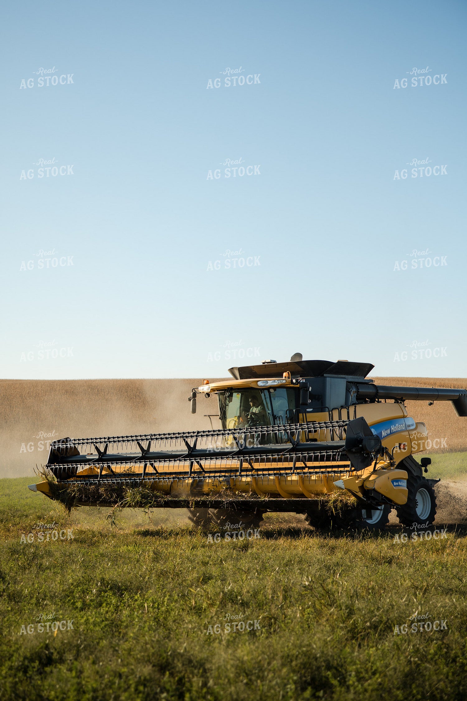 Soybean Harvest 215086