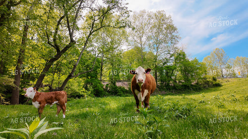Cattle on Pasture 52943