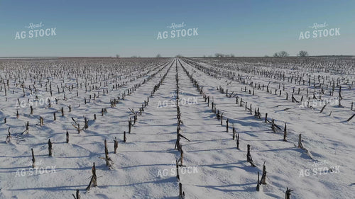 Snowy Corn Stalks 239537