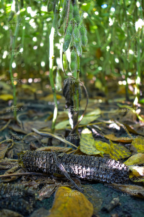 Soybeans Growing in Corn Residue 156074