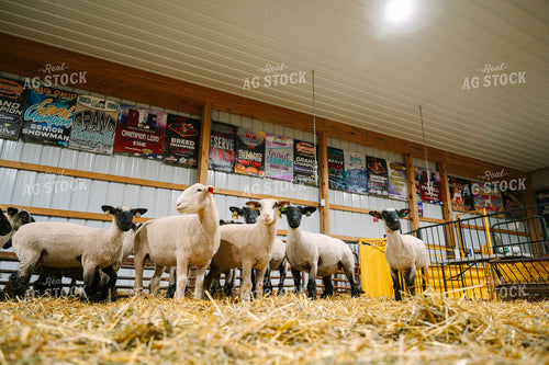 Show Sheep 269015