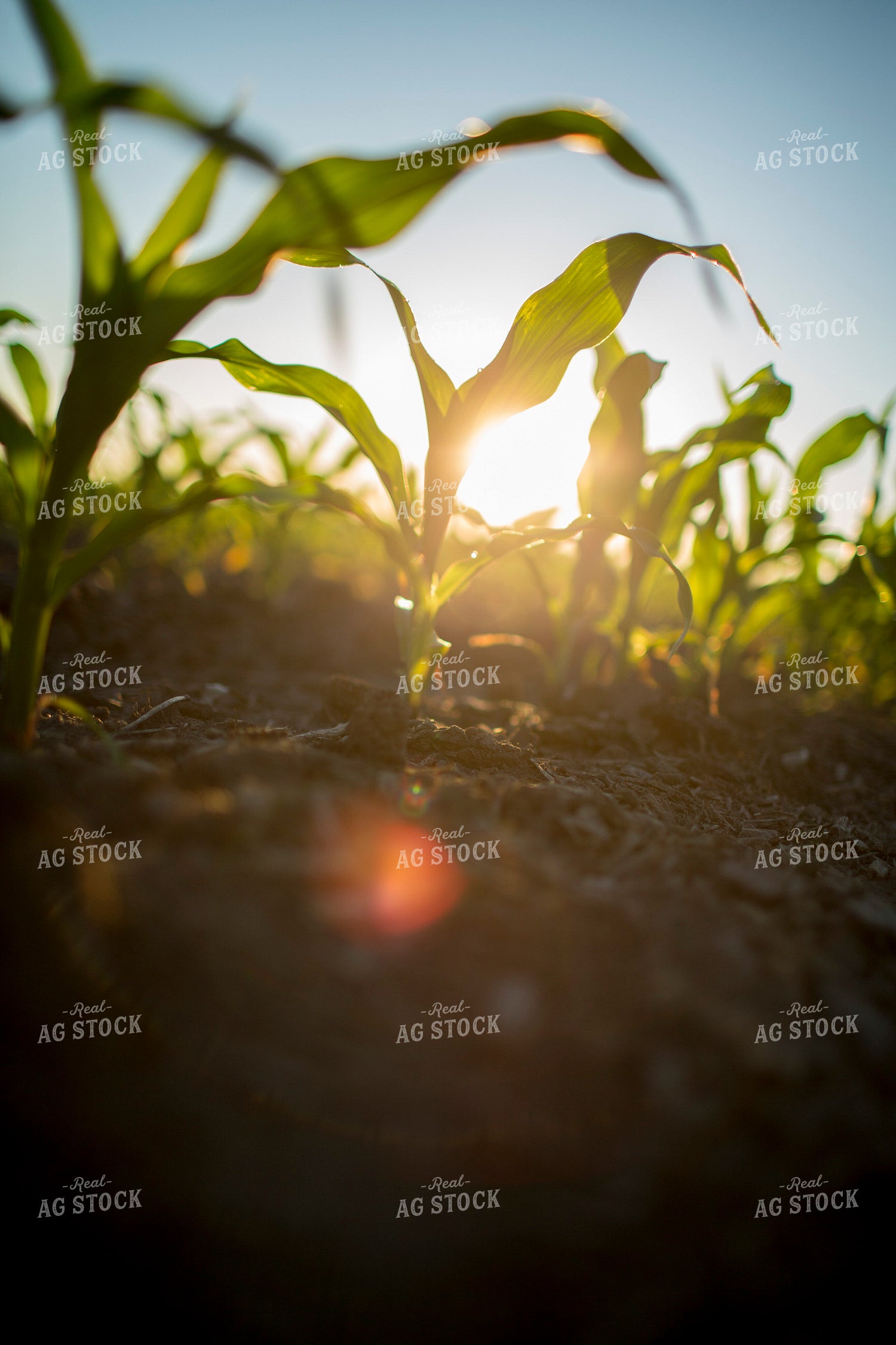 Corn - Early Growth 1105