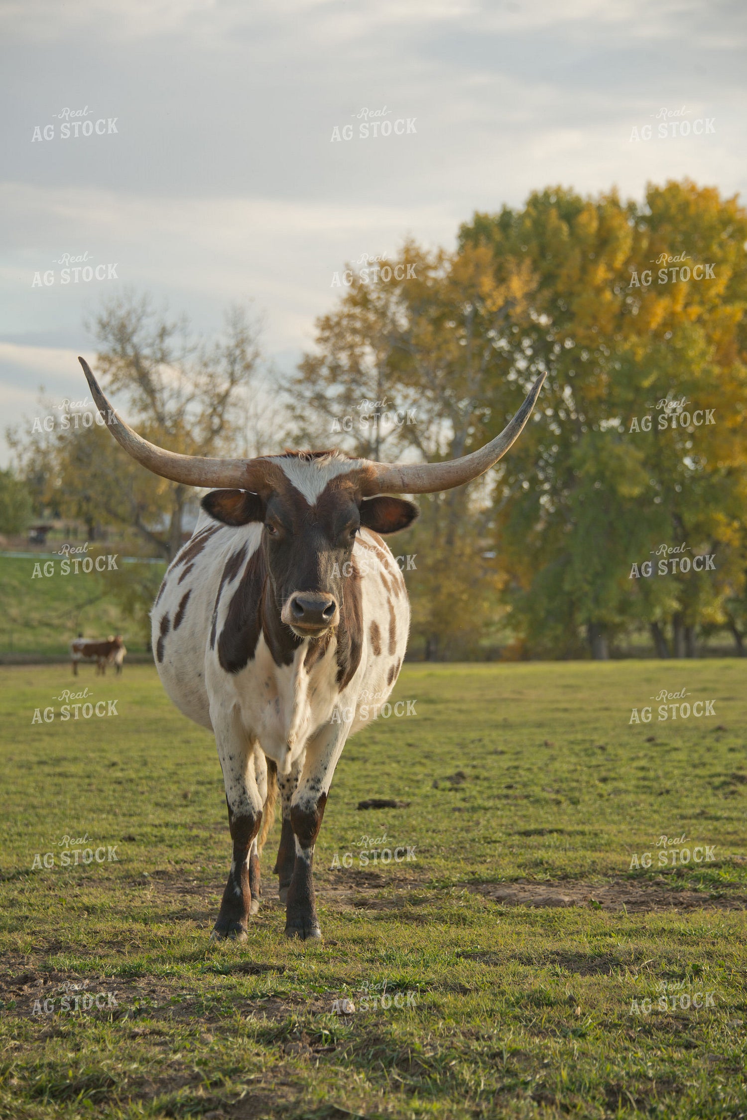 Longhorn Cow in Pasture 57027