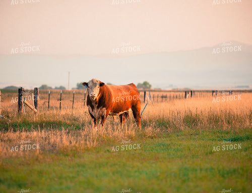 Hereford Bull 81022