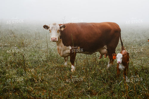 Hereford Cow and Calf in Pasture 125058