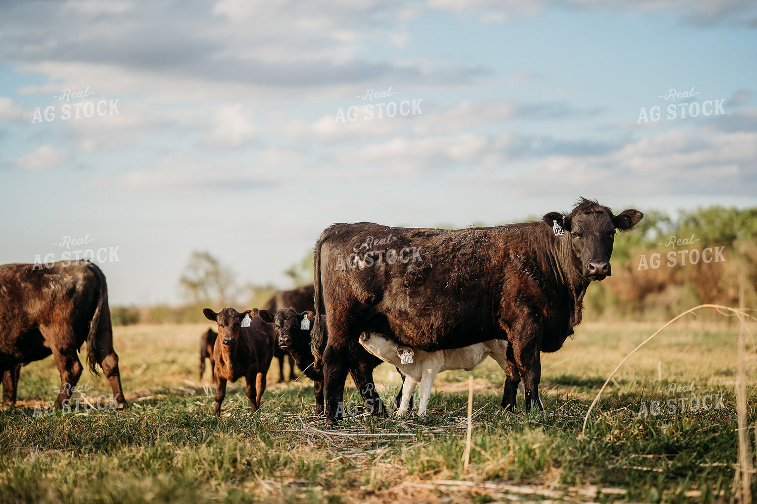 Cow Calf Pairs on Pasture 196307