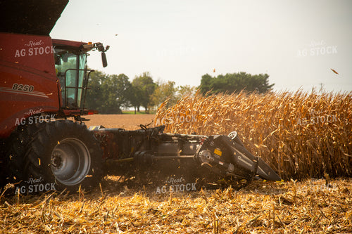 Combine Harvesting Corn 25537