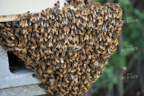 Bees on Hive Box 305005