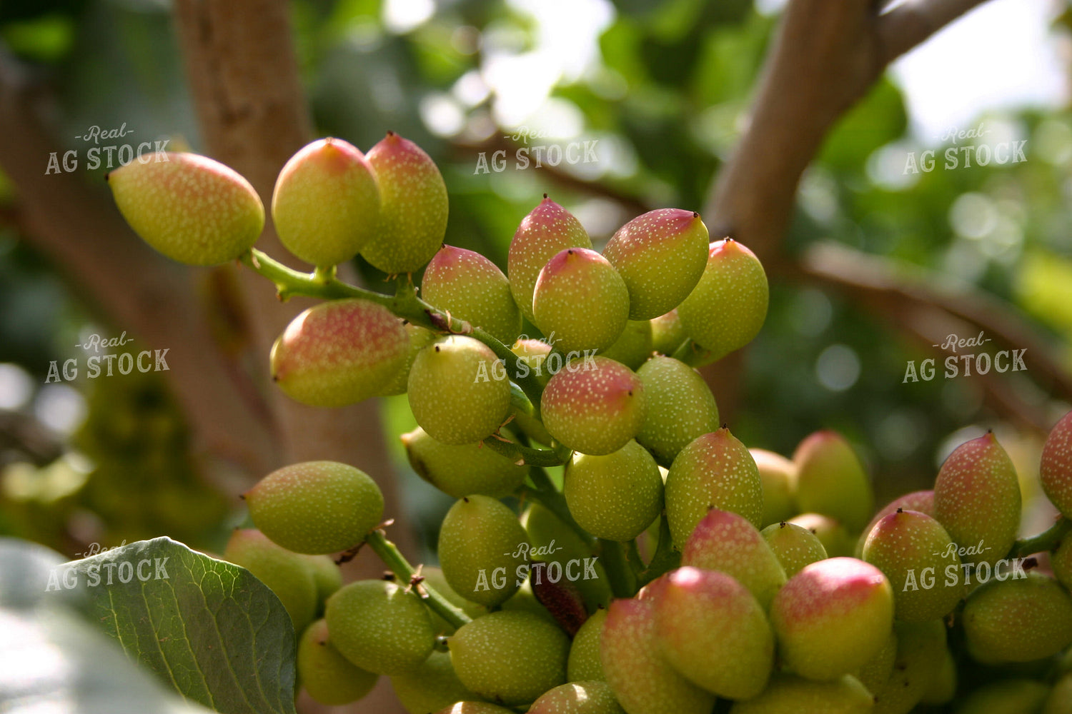 Pistachios 188061