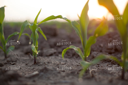 Corn - Early Growth 1194