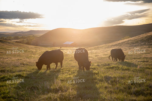 Cattle Grazing in Mountain Pasture 117065