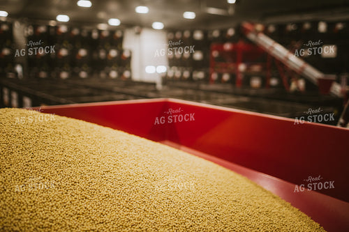 Soybeans Going into Seed Treater 5358