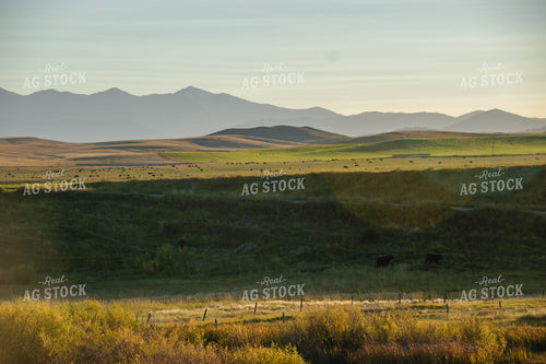 Cattle on Irrigated Pasture 51024