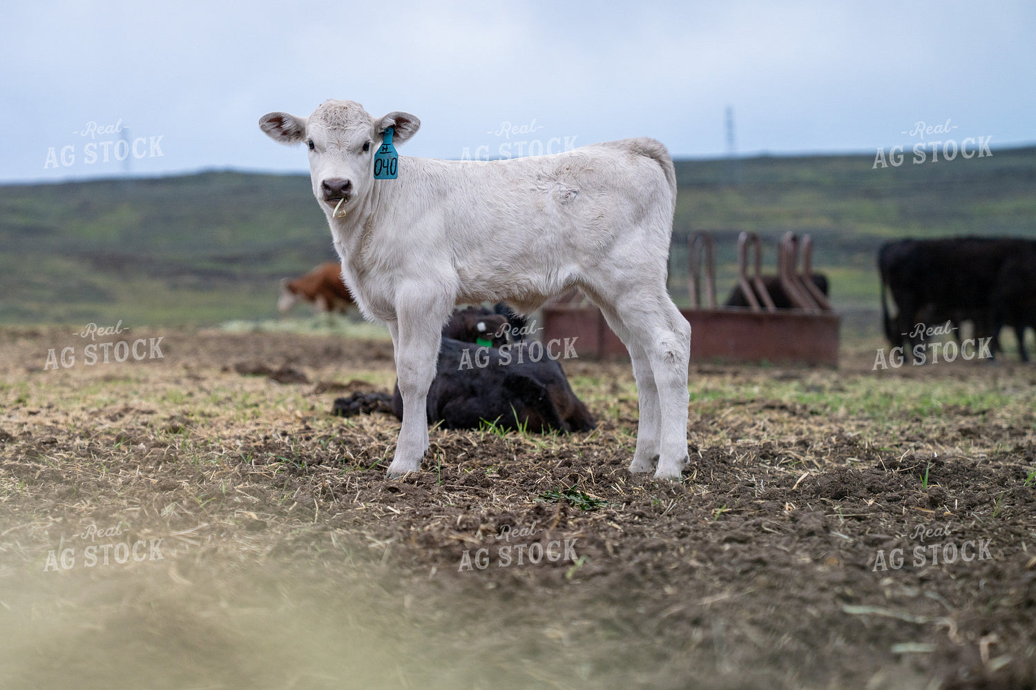 White Calf Grazing in a Pasture with Background of Other Cattle and Feeder 65336