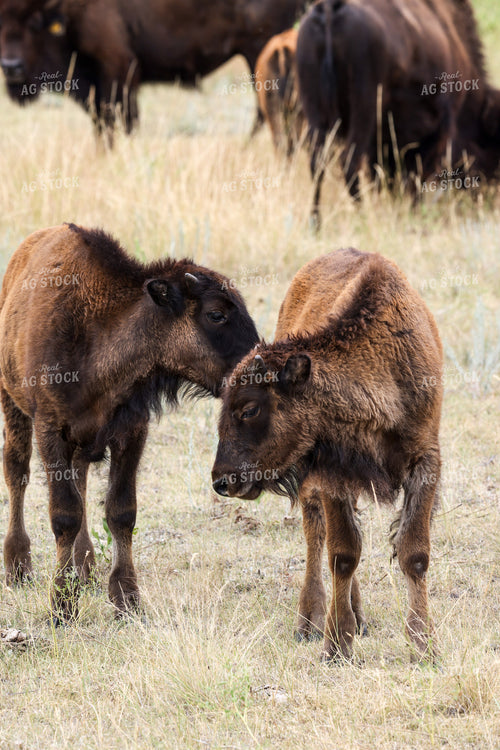 American Bison 261045