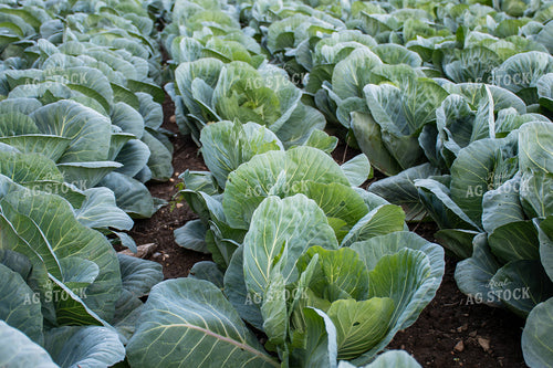 Cabbage Field 50162
