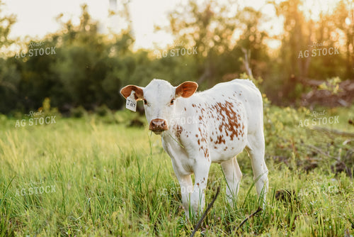 charolais Calf in Pasture 64324