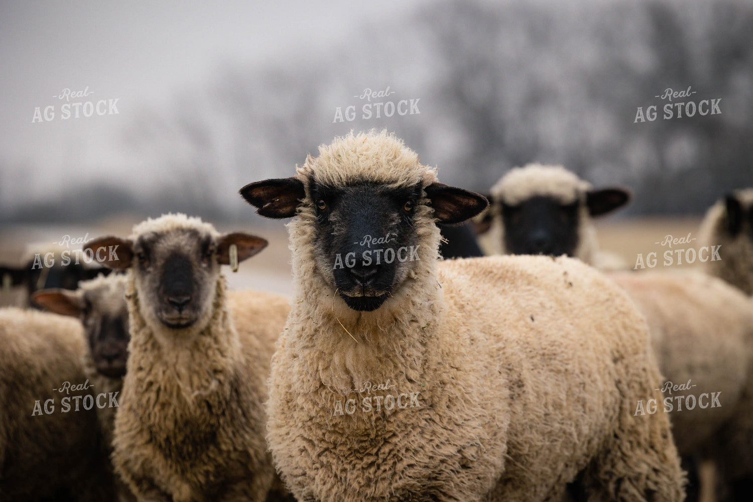 Sheep 219012
