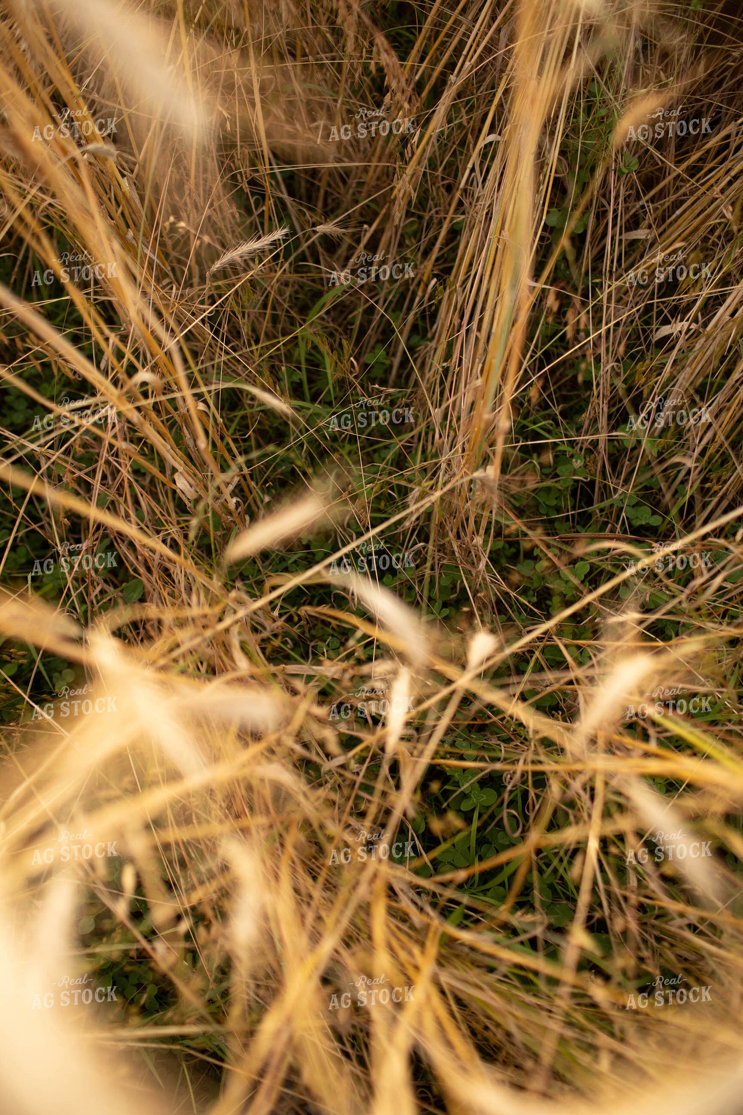 Rye Field with Clover 5979