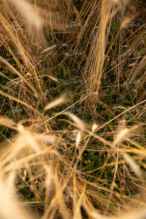 Rye Field with Clover 5979