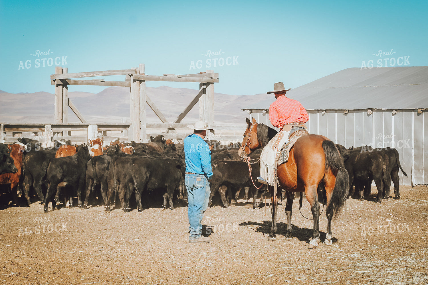Ranchers Talking on Horseback Weaning Angus and Baldy Calves 78154