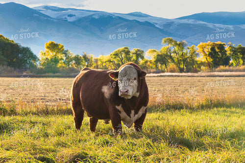 Hereford Bull in Pasture 81076