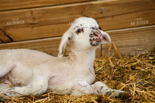 Lamb 84286