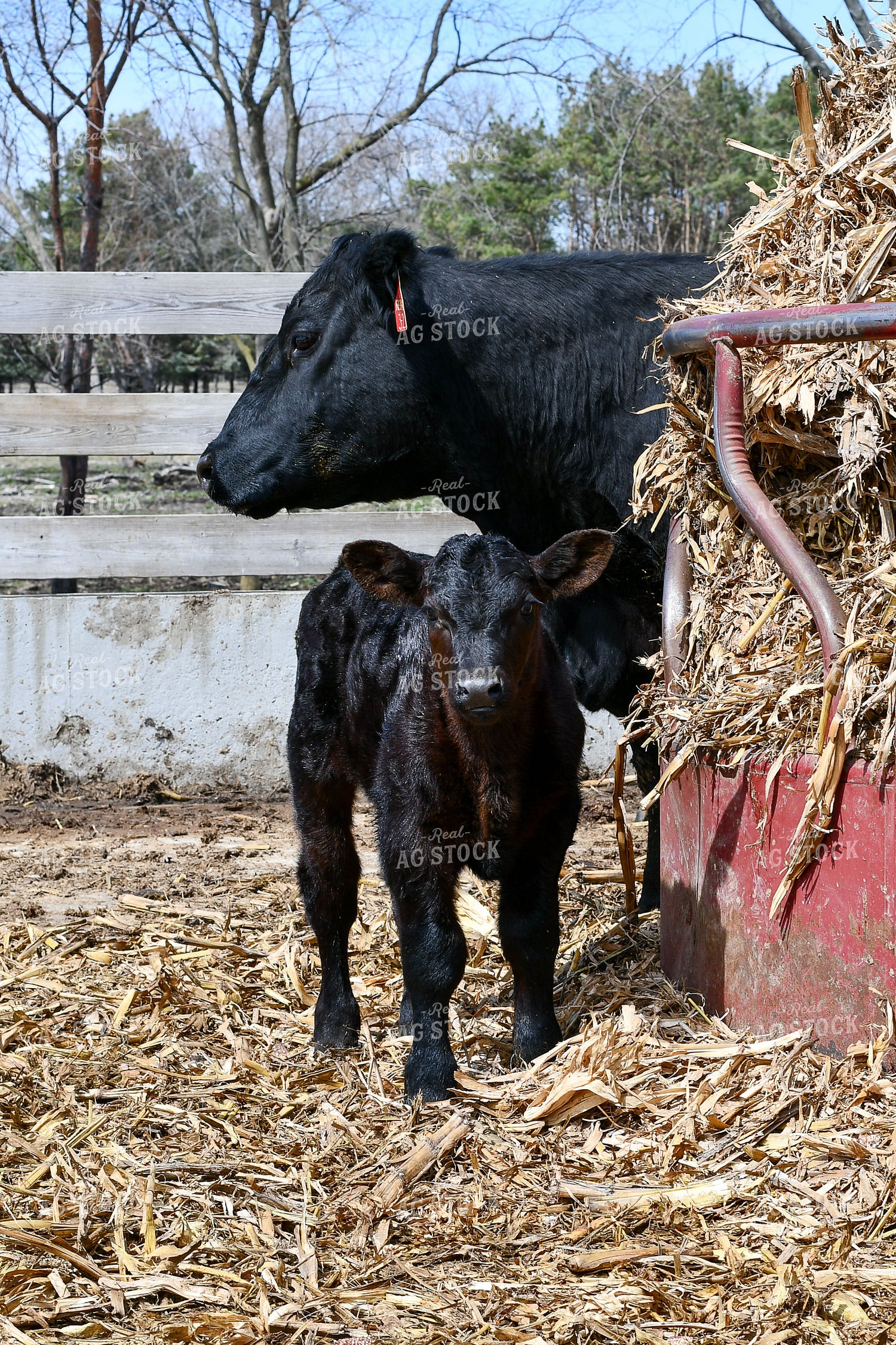 Cow-Calf in Farmyard 50210