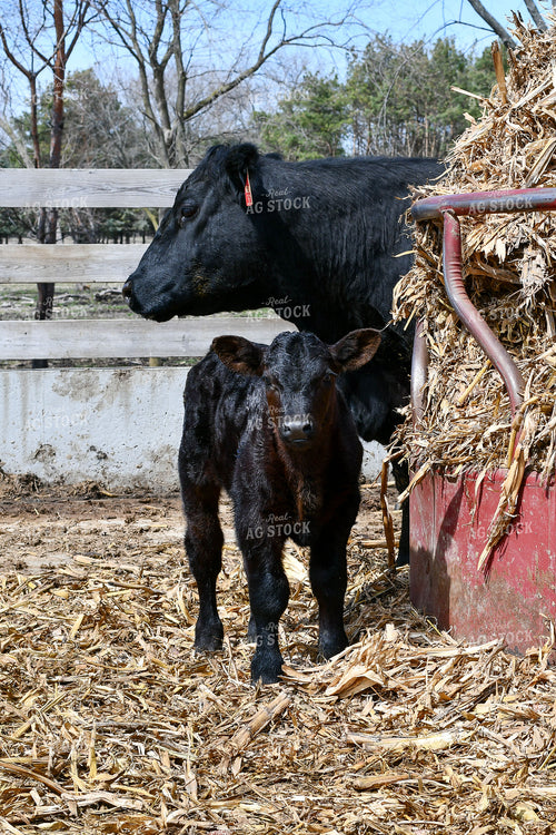 Cow-Calf in Farmyard 50210