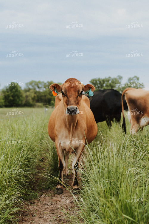 Jersey Cow in Pasture 68114