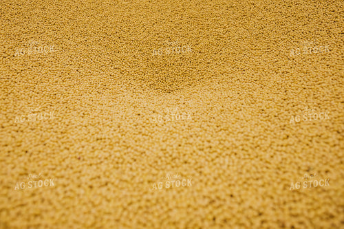 Untreated Soybean Close Up 5364