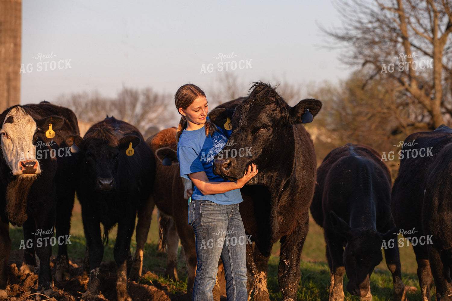 Farm Kid with Cattle 189021