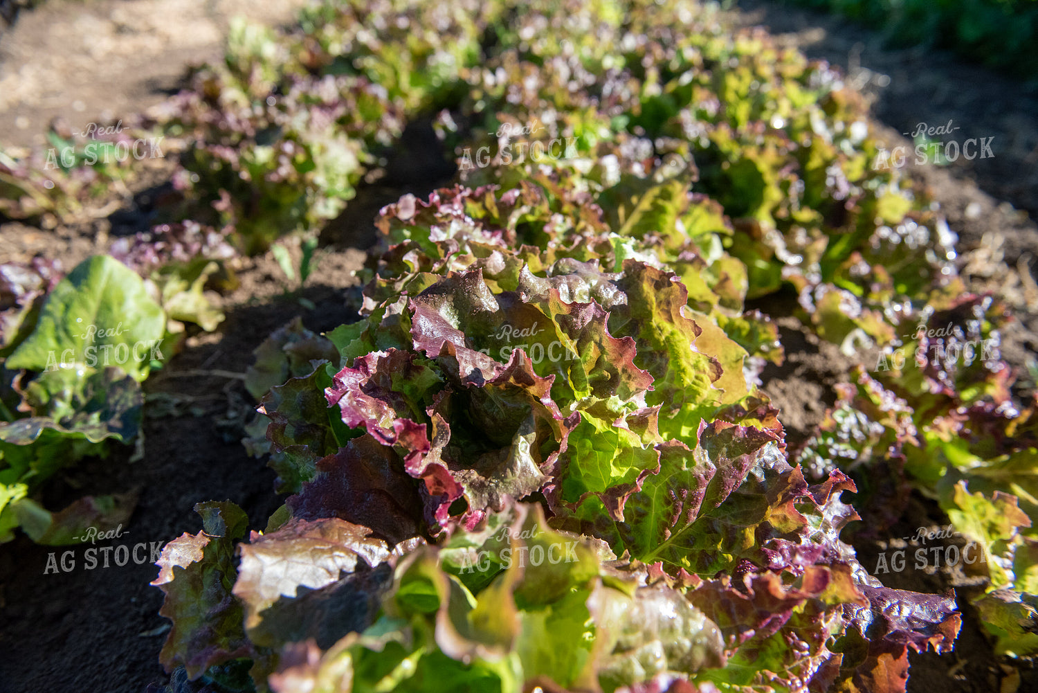 Lettuce 236046