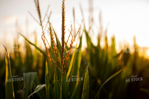 Corn - Mid-Season 2320