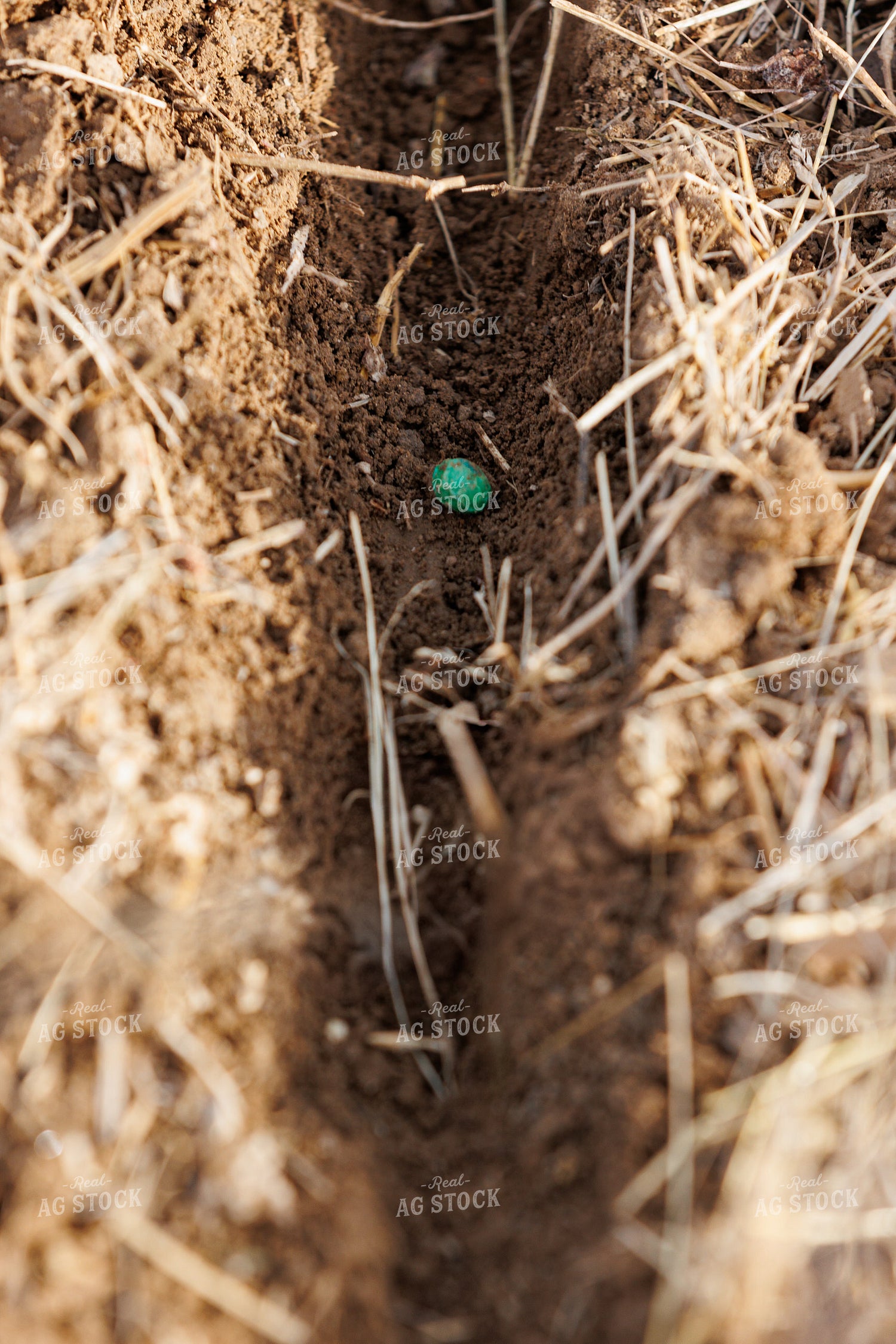 Seed in Furrow 52787