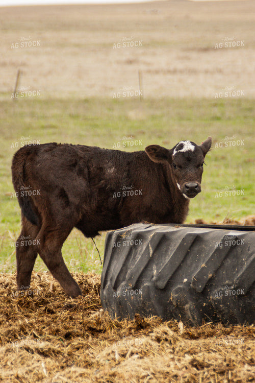 Calf 155137