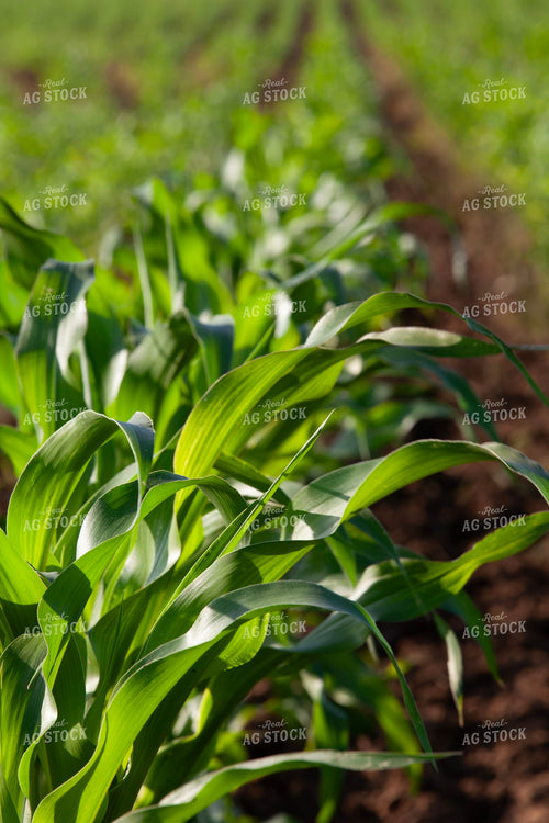 Early Season Corn 132118