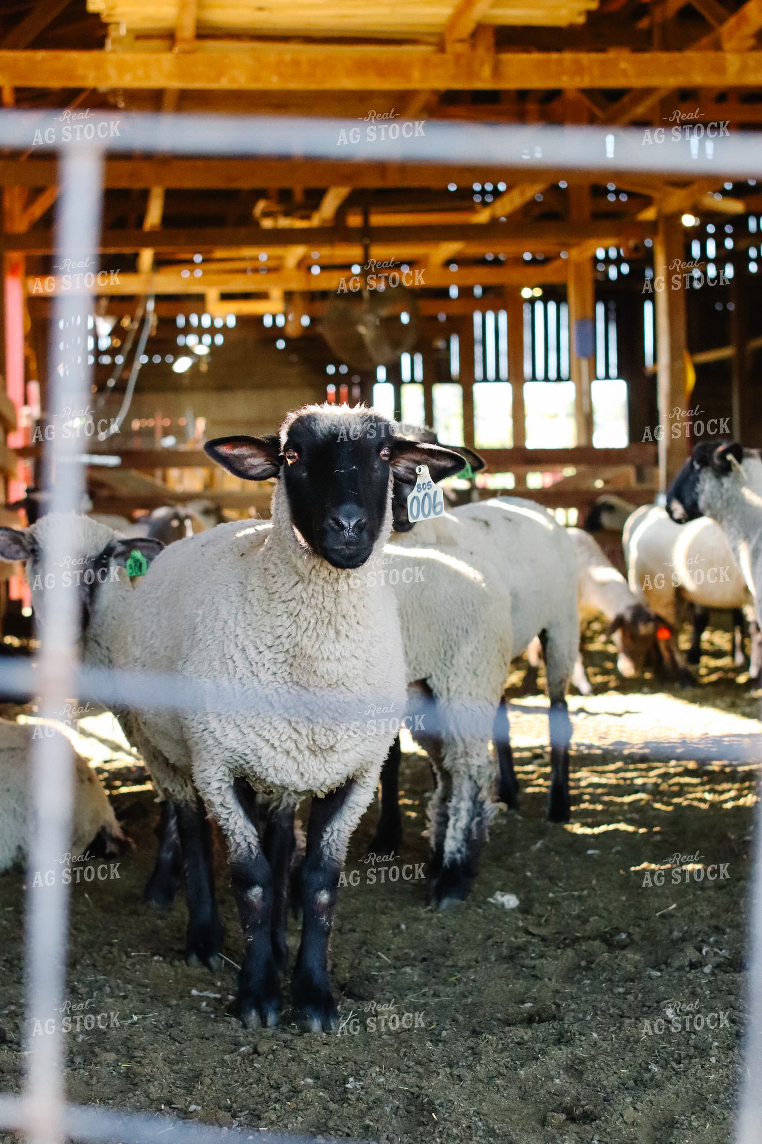 Sheep 220029