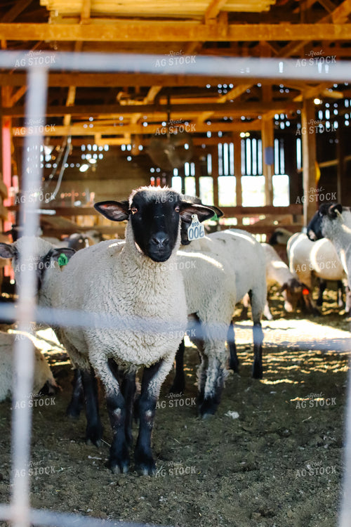 Sheep 220029