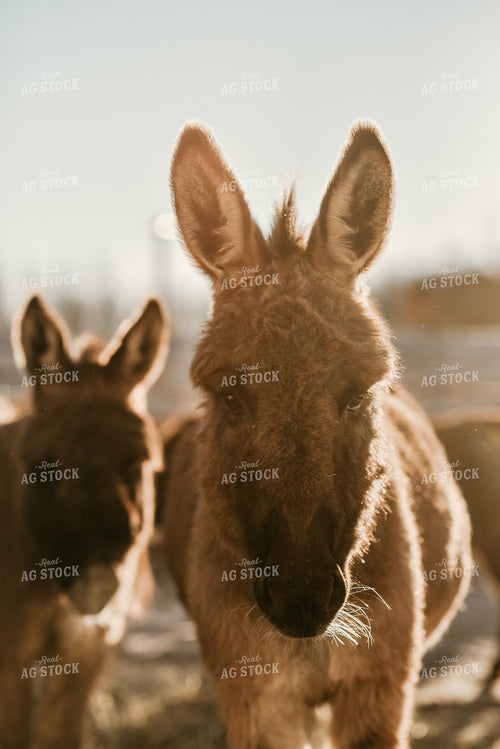 Donkeys in Farmyard 64297