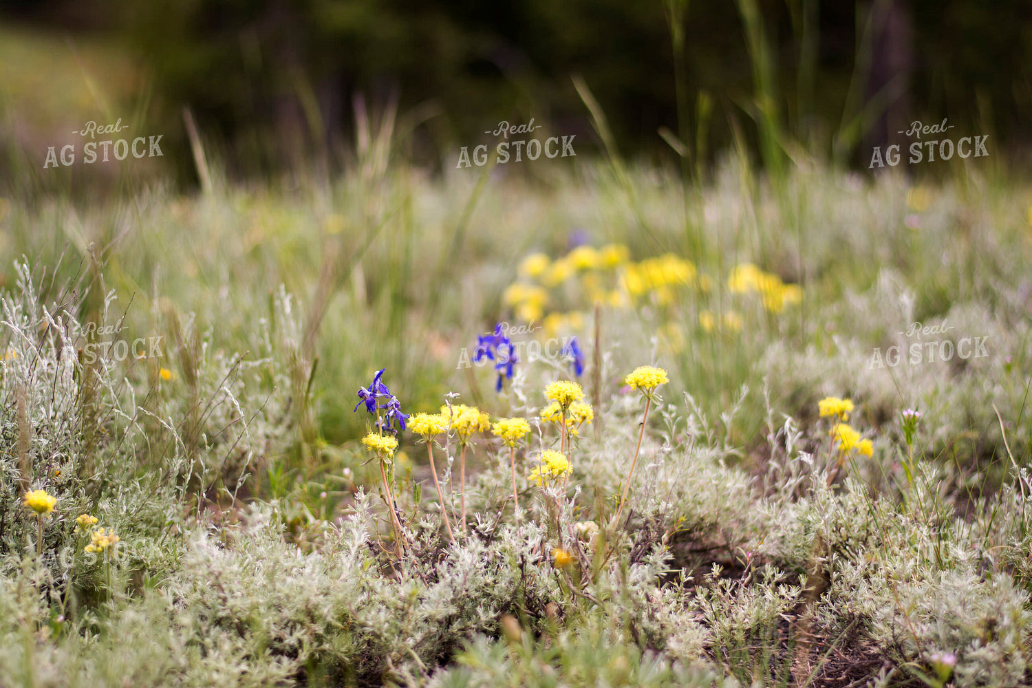 Pasture Wildflowers 69012