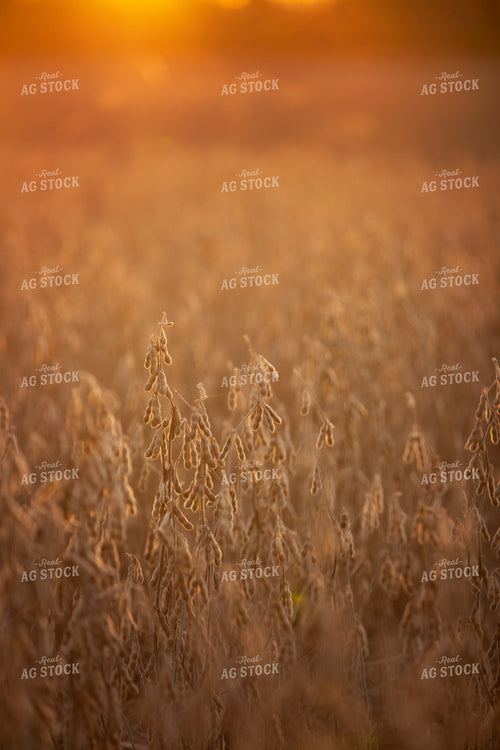 Harvest 2639