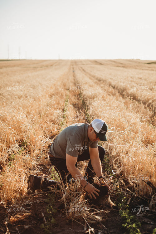 Farmer Agronomist with Soil in Soybean and Rye Cover Crop Field 5816