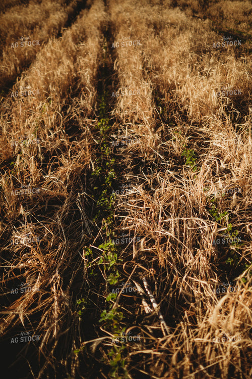 V3 Soybeans in Rye Cover Crop 5797