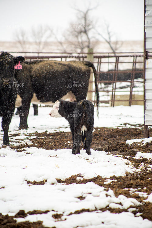 Cow Calf Pair 155473