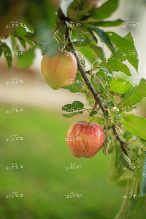 Apple Tree Branch 93126