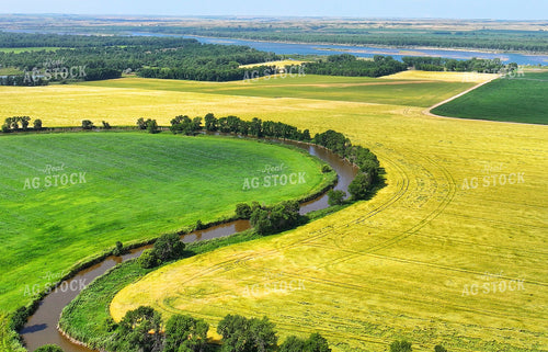 Mid-Season Canola Field Along River 141665