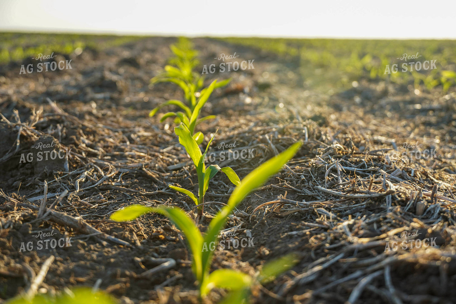 Row of Corn Plants 65022